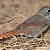 Fox Sparrow